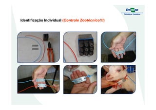 Identificação Individual (Controle Zootécnico!!!)
 