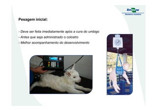 Pesagem inicial:
- Deve ser feita imediatamente após a cura do umbigo
- Antes que seja administrado o colostro
- Melhor acompanhamento do desenvolvimento
 