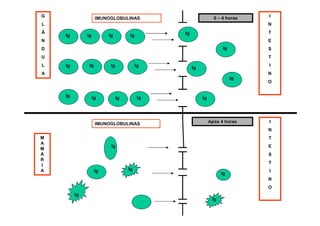 I
N
T
E
S
T
I
N
O
IMUNOGLOBULINAS
Ig Ig
Ig
Ig
Ig
Ig
Ig
Ig
Ig
G
L
Â
N
D
U
L
A
Ig
Ig
Ig
Ig
Ig
Ig
0 – 4 horas
Ig
Ig
I
N
T
E
S
T
I
N
O
IMUNOGLOBULINAS
Ig
Ig
M
A
M
Á
R
I
A
Ig
Ig
Após 4 horas
Ig
Ig
 