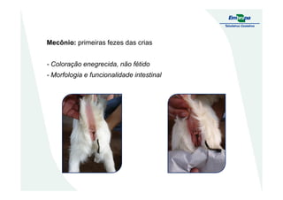 Mecônio: primeiras fezes das crias
- Coloração enegrecida, não fétido
- Morfologia e funcionalidade intestinal
 