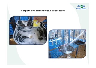 Limpeza dos comedouros e bebedouros
 