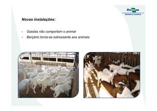 Novas instalações:
- Gaiolas não comportam o animal
- Berçário torna-se estressante aos animais
 