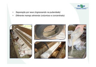 • Separação por sexo (ingressando na puberdade)
• Diferente manejo alimentar (volumoso e concentrado)
 