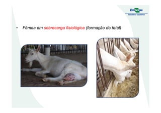 • Fêmea em sobrecarga fisiológica (formação do fetal)
 