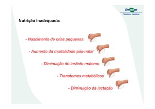Nutrição inadequada:
- Nascimento de crias pequenas
- Aumento da mortalidade pós-natal
- Diminuição do instinto materno
- Transtornos metabólicos
- Diminuição da lactação
 