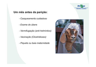 Um mês antes da parição:
- Casqueamento cuidadoso
- Exame do úbere
- Vermifugação (anti-helmíntico)
- Vacinação (Clostridioses)
- Piquete ou baia maternidade
 