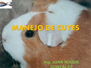 MANEJO DE CUYES
Ing. JUAN ROQUE
 