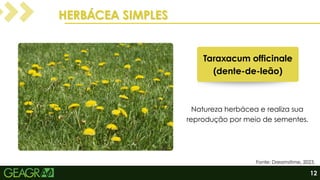 HERBÁCEA SIMPLES
HERBÁCEA SIMPLES
Natureza herbácea e realiza sua
reprodução por meio de sementes.
Fonte: Dreamstime, 2023.
Taraxacum officinale
(dente-de-leão)
12
 