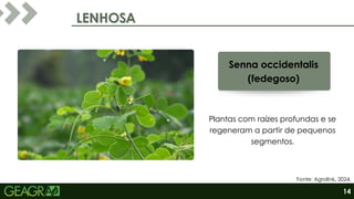 LENHOSA
LENHOSA
Senna occidentalis
(fedegoso)
Plantas com raízes profundas e se
regeneram a partir de pequenos
segmentos.
Fonte: Agrolink, 2024.
14
 