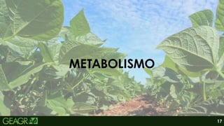 METABOLISMO
17
 