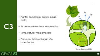 C3
Plantas como: soja, caruru, picão-
preto;
Se destaca em climas temperados;
Temperaturas mais amenas;
Perda por fotorrespiração são
amenizadas.
Fonte: Elevagro, 2022.
18
 