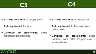 C3 C4
Primeiro composto: 3-fosfoglicerato;
Enzima principal: Rubisco;
Condição de crescimento: clima
amenos e alta umidade.
Primeiro composto: oxaloacetato;
Enzima principal: fosfoenolpiruvato
carboxilase;
Condição de crescimento: clima
tropicais com altas temperaturas e
luminosidade.
20
 