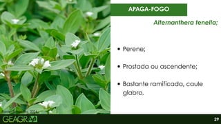 Perene;
Prostada ou ascendente;
Bastante ramificada, caule
glabro.
APAGA-FOGO
Fonte: Syngenta, 2024.
Alternanthera tenella;
29
 