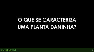 3
O QUE SE CARACTERIZA
UMA PLANTA DANINHA?
 