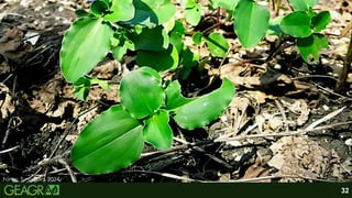 Fonte: Syngenta, 2024.
32
 