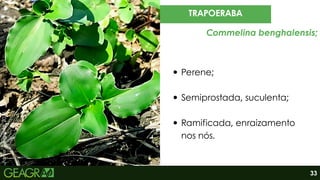 Fonte:
Syngenta,
2024.
Perene;
Semiprostada, suculenta;
Ramificada, enraizamento
nos nós.
TRAPOERABA
Commelina benghalensis;
33
 