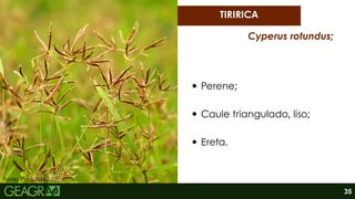 Fonte: Petz, 2025.
Perene;
Caule triangulado, liso;
Ereta.
TIRIRICA
Cyperus rotundus;
35
 