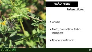 Fonte: Weedout, 2023.
Anual;
Ereta, aromática, folhas
lobadas;
Pouco ramificado.
PICÃO-PRETO
Bidens pilosa;
39
 