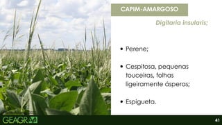 Fonte: Adama, 2022.
Perene;
Cespitosa, pequenas
touceiras, folhas
ligeiramente ásperas;
Espigueta.
CAPIM-AMARGOSO
Digitaria insularis;
41
 