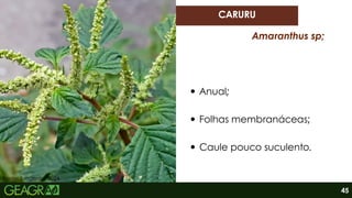 Fonte: Syngenta, 2024.
Anual;
Folhas membranáceas;
Caule pouco suculento.
CARURU
Amaranthus sp;
45
 