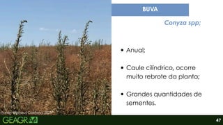 Fonte: Matheus Caetano, 2025.
Anual;
Caule cilíndrico, ocorre
muito rebrote da planta;
Grandes quantidades de
sementes.
BUVA
Conyza spp;
47
 