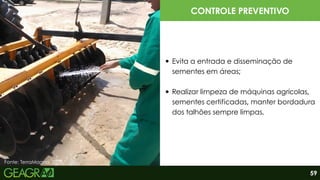 Fonte: TerraMagna, 2025.
CONTROLE PREVENTIVO
Evita a entrada e disseminação de
sementes em áreas;
Realizar limpeza de máquinas agrícolas,
sementes certificadas, manter bordadura
dos talhões sempre limpas.
59
 