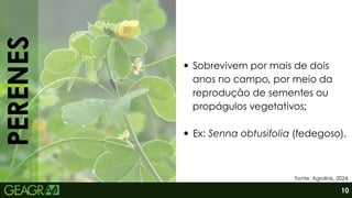 PERENES
Sobrevivem por mais de dois
anos no campo, por meio da
reprodução de sementes ou
propágulos vegetativos;
Ex: Senna obtusifolia (fedegoso).
Fonte: Agrolink, 2024.
10
 