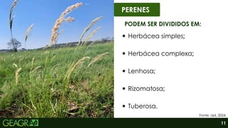 PERENES
PODEM SER DIVIDIDOS EM:
Herbácea simples;
Herbácea complexa;
Lenhosa;
Rizomatosa;
Tuberosa.
Fonte: Upl, 2024.
11
 