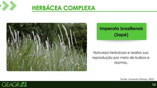 HERBÁCEA COMPLEXA
HERBÁCEA COMPLEXA
Imperata brasiliensis
(Sapé)
Natureza herbácea e realiza sua
reprodução por meio de bulbos e
rizomas.
Fonte: University Flórida, 2023.
13
 