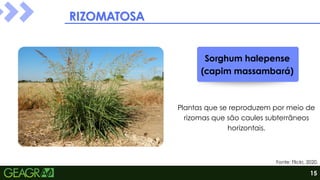 RIZOMATOSA
RIZOMATOSA
Sorghum halepense
(capim massambará)
Plantas que se reproduzem por meio de
rizomas que são caules subterrâneos
horizontais.
Fonte: Flickr, 2020.
15
 
