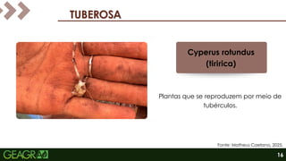TUBEROSA
TUBEROSA
Cyperus rotundus
(tiririca)
Plantas que se reproduzem por meio de
tubérculos.
Fonte: Matheus Caetano, 2025.
16
 