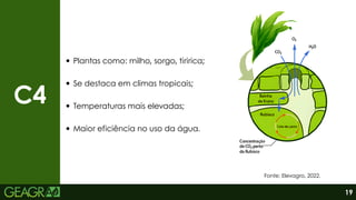 C4
Plantas como: milho, sorgo, tiririca;
Se destaca em climas tropicais;
Temperaturas mais elevadas;
Maior eficiência no uso da água.
Fonte: Elevagro, 2022.
19
 