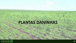 PLANTAS DANINHAS
21
 