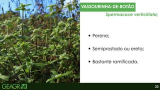 Perene;
Semiprostado ou ereta;
Bastante ramificada.
VASSOURINHA-DE-BOTÃO
Spermacoce verticillata;
23
Fonte: Adama, 2025.
 