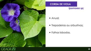 Fonte: Syngenta, 2024.
Anual;
Trepadeiras ou arbustivas;
Folhas lobadas.
CORDA DE VIOLA
Ipomoea sp;
25
 