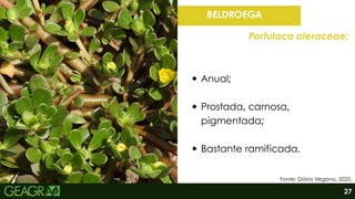 Anual;
Prostada, carnosa,
pigmentada;
Bastante ramificada.
BELDROEGA
Portulaca oleraceae;
27
Fonte: Diário Vegano, 2025.
 