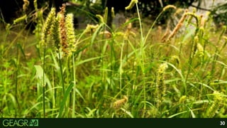 Fonte: Syngenta, 2024.
30
 
