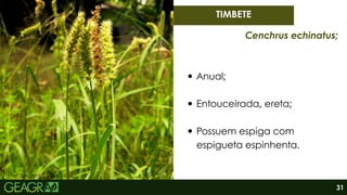 Fonte: Syngenta, 2024.
Anual;
Entouceirada, ereta;
Possuem espiga com
espigueta espinhenta.
TIMBETE
Cenchrus echinatus;
31
 
