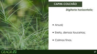 Fonte: Sementes Biomatrix, 2021.
Anual;
Ereta, densas touceiras;
Colmos finos.
CAPIM-COLCHÃO
Digitaria horizontalis;
37
 