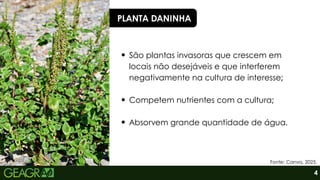 4
PLANTA DANINHA
São plantas invasoras que crescem em
locais não desejáveis e que interferem
negativamente na cultura de interesse;
Competem nutrientes com a cultura;
Absorvem grande quantidade de água.
Fonte: Canva, 2025.
 
