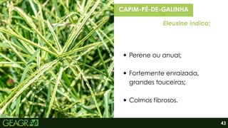 Fonte: Vida Rural, 2024.
Perene ou anual;
Fortemente enraizada,
grandes touceiras;
Colmos fibrosos.
CAPIM-PÉ-DE-GALINHA
Eleusine indica;
43
 