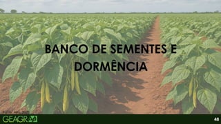BANCO DE SEMENTES E
DORMÊNCIA
Fonte: Alta, 2025.
48
 
