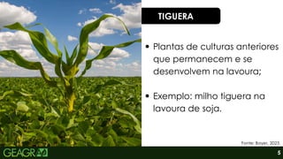 5
TIGUERA
Plantas de culturas anteriores
que permanecem e se
desenvolvem na lavoura;
Exemplo: milho tiguera na
lavoura de soja.
Fonte: Bayer, 2023.
 