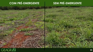 Fonte: Matheus Caetano, 2025.
COM PRÉ-EMERGENTE SEM PRÉ-EMERGENTE
55
 