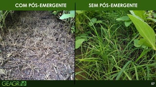 Fonte: Vinicius Caetano, 2024.
COM PÓS-EMERGENTE SEM PÓS-EMERGENTE
57
 