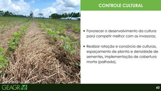 Fonte: Embrapa, 2016.
CONTROLE CULTURAL
Favorecer o desenvolvimento da cultura
para competir melhor com as invasoras;
Realizar rotação e consórcio de culturas,
espaçamento de plantio e densidade de
sementes, implementação de cobertura
morta (palhada).
60
 
