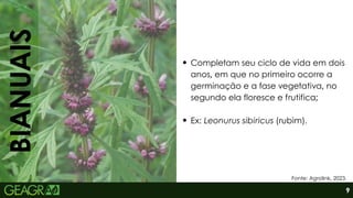 BIANUAIS
Completam seu ciclo de vida em dois
anos, em que no primeiro ocorre a
germinação e a fase vegetativa, no
segundo ela floresce e frutifica;
Ex: Leonurus sibiricus (rubim).
Fonte: Agrolink, 2023.
9
 