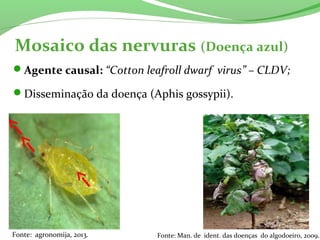 Mosaico das nervuras (Doença azul)
Agente causal: “Cotton leafroll dwarf virus” – CLDV;
Disseminação da doença (Aphis gossypii).
Fonte: agronomija, 2013. Fonte: Man. de ident. das doenças do algodoeiro, 2009.
 