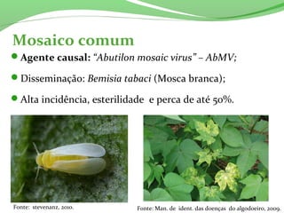 Mosaico comum
Agente causal: “Abutilon mosaic virus” – AbMV;
Disseminação: Bemisia tabaci (Mosca branca);
Alta incidência, esterilidade e perca de até 50%.
Fonte: stevenanz, 2010. Fonte: Man. de ident. das doenças do algodoeiro, 2009.
 