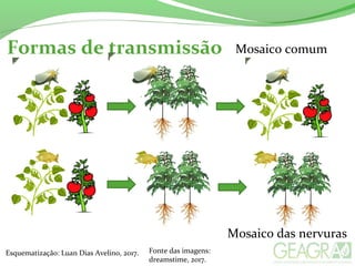 Formas de transmissão
Fonte das imagens:
dreamstime, 2017.
Esquematização: Luan Dias Avelino, 2017.
Mosaico comum
Mosaico das nervuras
 